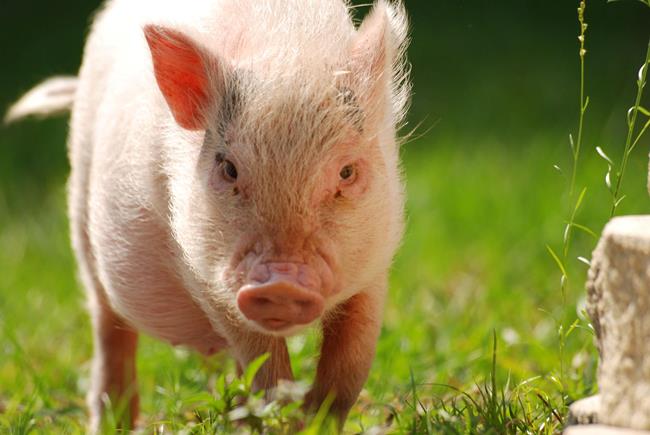 hamlest-cutest-pig-outdoors