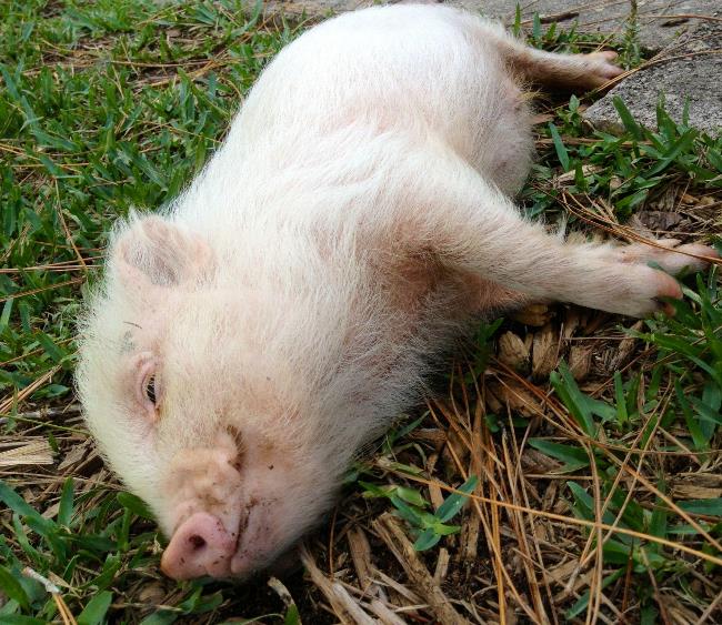 hamlest-cutest-pig-resting