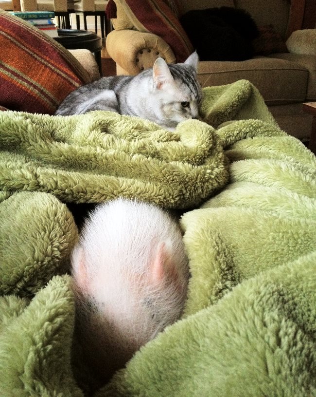 hamlest-cutest-pig-snuggling