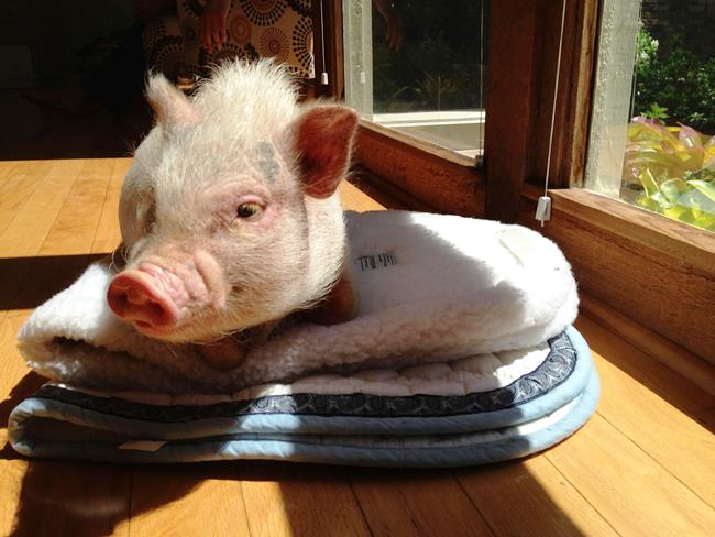 hamlest-cutest-pig-sun
