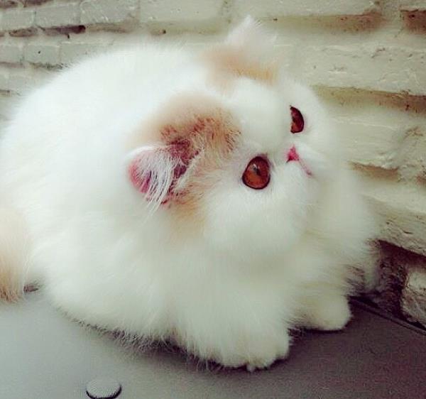 Cute Cat