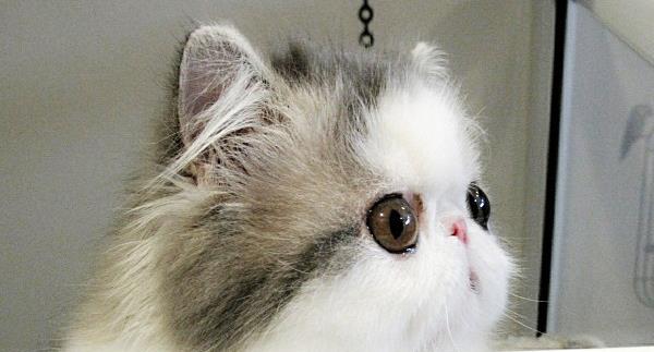 Hope Of The Homer Cattery