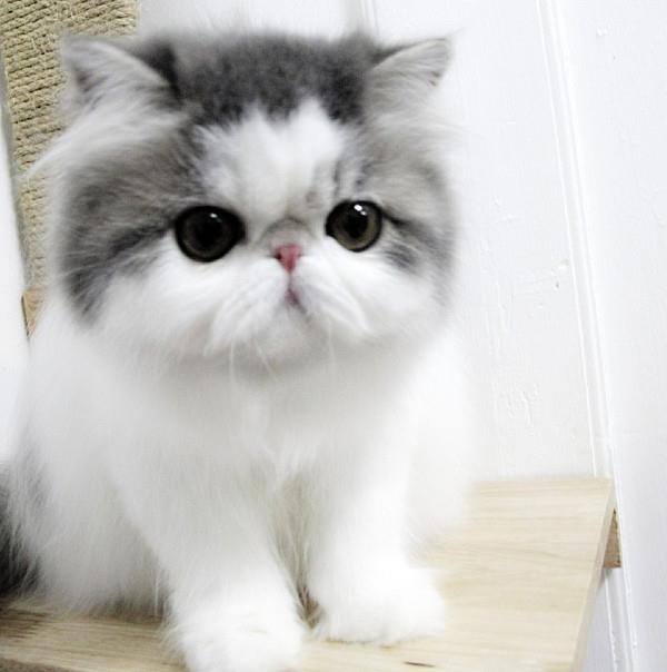 Hope The Cute Cat