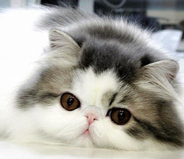 Hope The Cute Cat