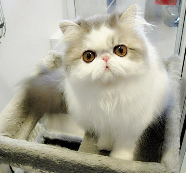 Cute Cats Hope