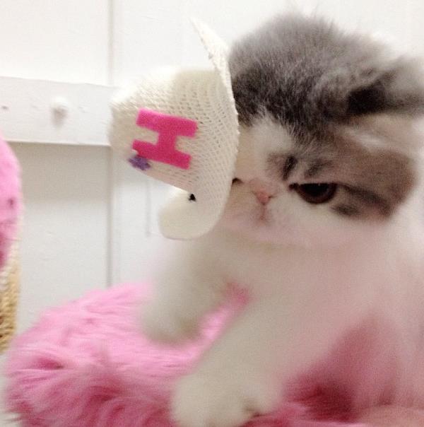 Cute Cats Hope