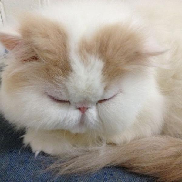 Cute Cats Iliad