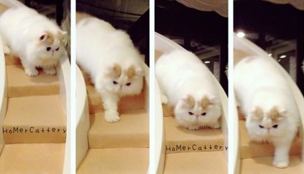 Cute Cats Iliad