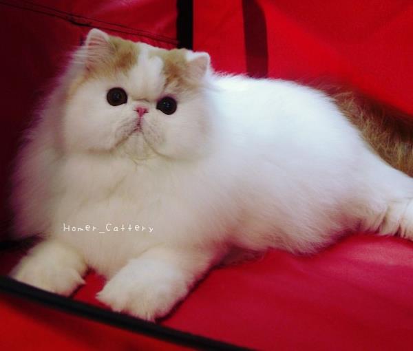Iliad Persian Cat