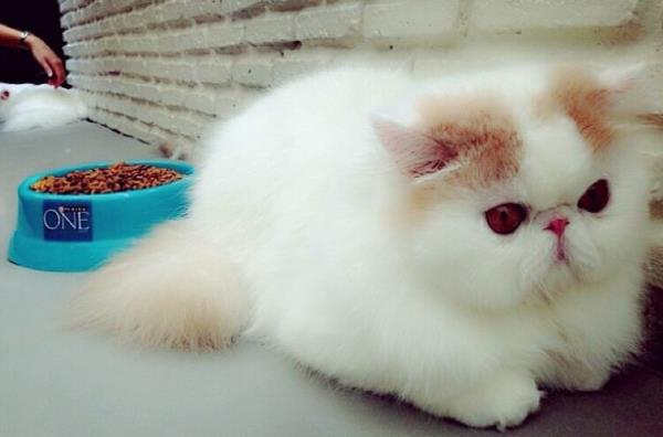 Iliad Exotic Short Hair Cat