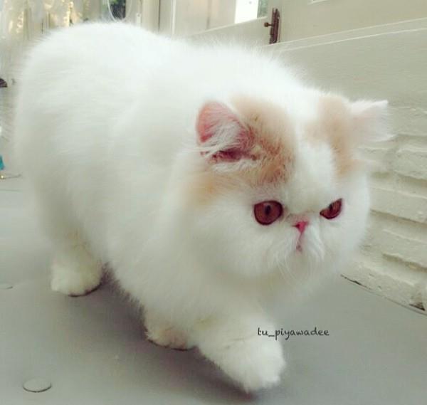 Cute Cats - Iliad
