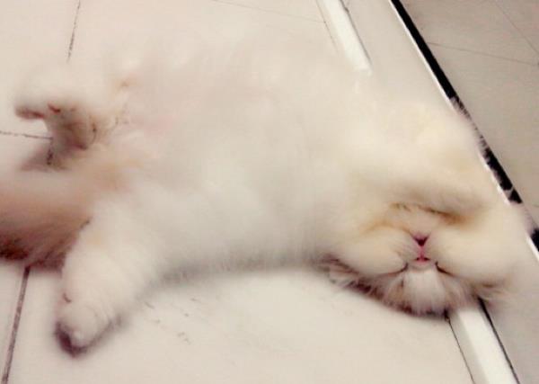 Sleeping Cute Cat
