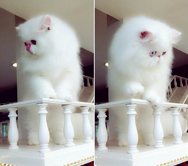 Cute Cats Titan