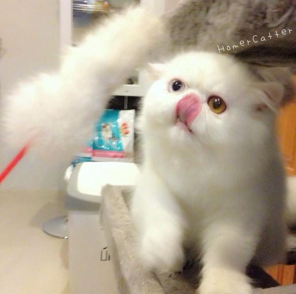 Titan Kitten