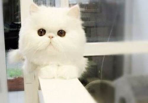 Cute Cats