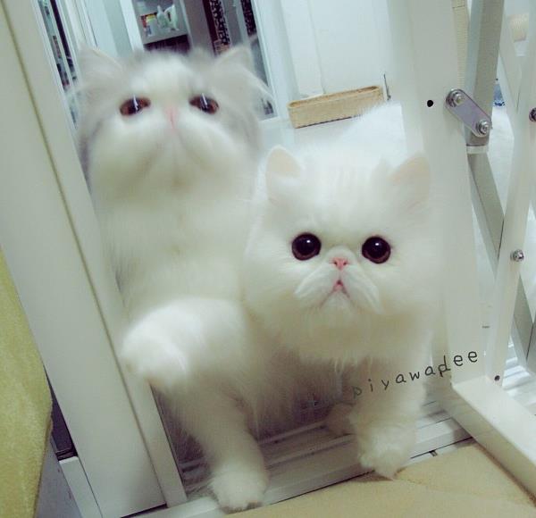 Cute Cats Picture