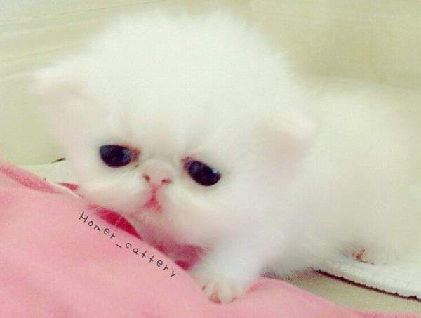 Cute Kitten