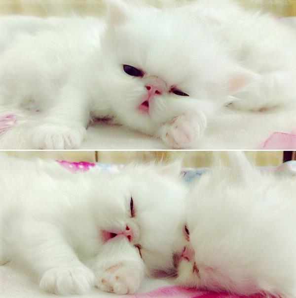 Cute Kittens