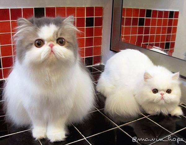 Cute Persian Cats