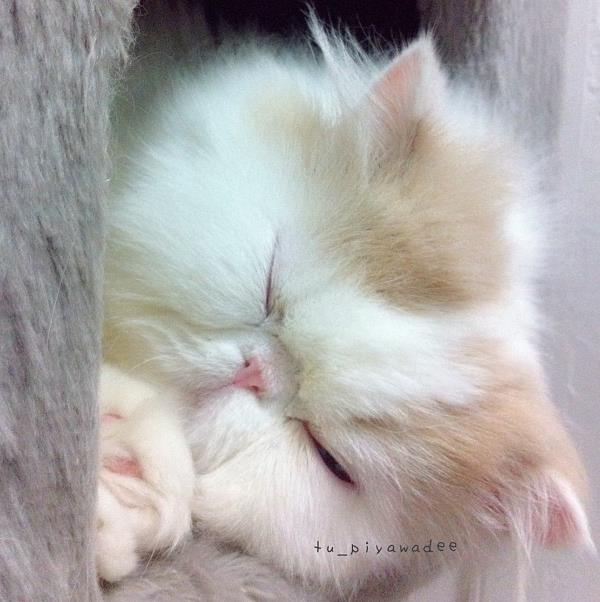 Iliad Cutest Cats