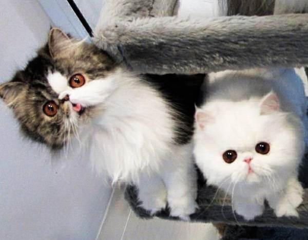 Cutest Cats