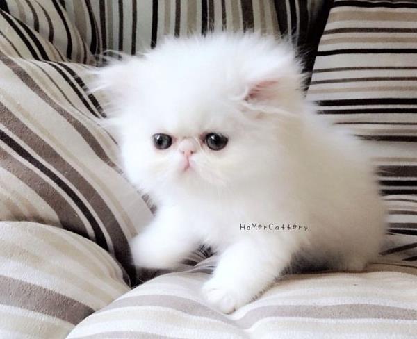 Exotic Shorthair Kitten