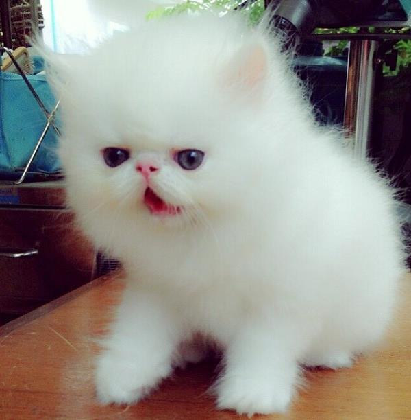 Exotic Short Hair Kitten