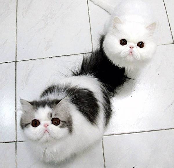 Fluffy Cats