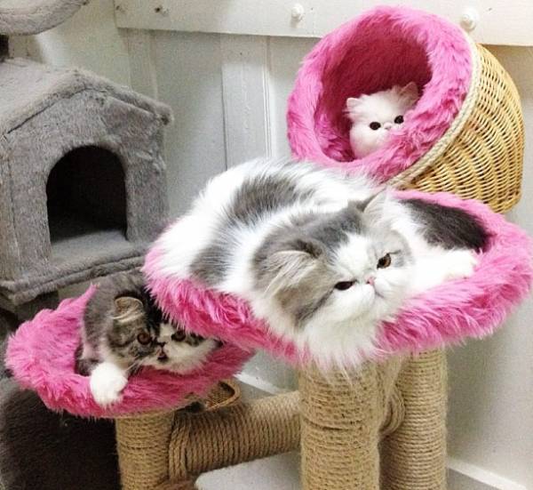 Exotic Short Hair Cats of Instagram