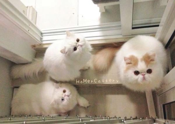 Homer Cattery Cats
