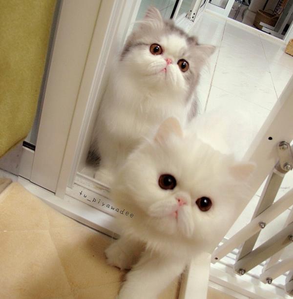 Persian Cats