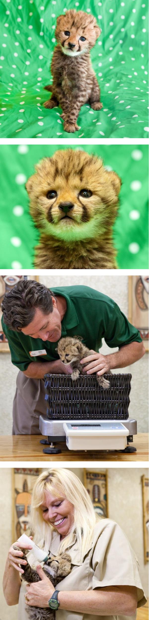 Baby Cheetah