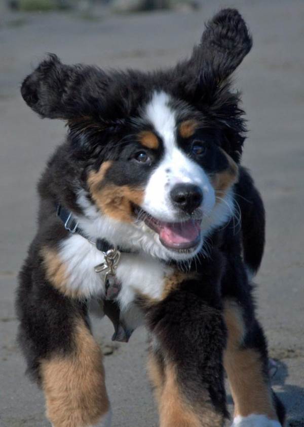 Bernese Mountain Dog Puppies