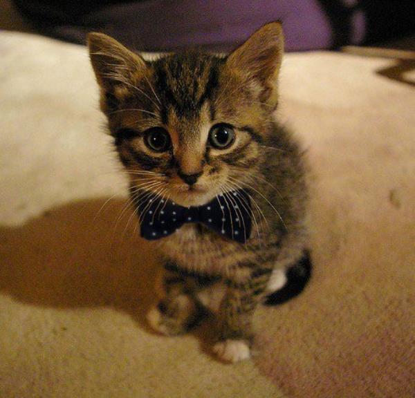 Cat Bow Tie