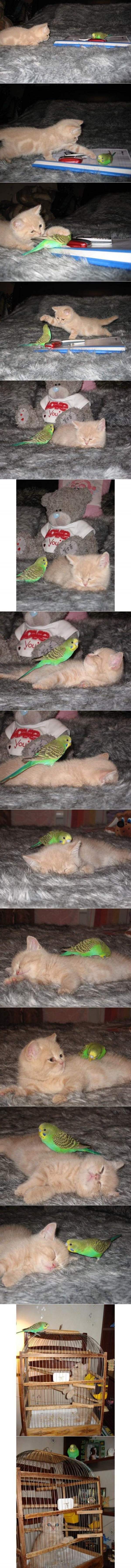 Cute Pictures Cat And Parakeet