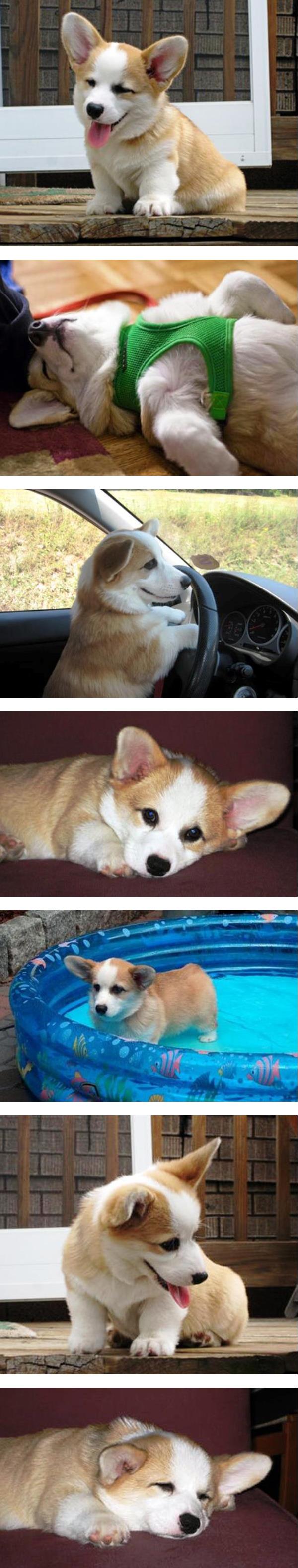 Cutest Little Corgi