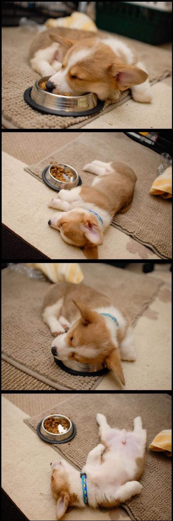 Cutest Pictures Corgi Sleeping