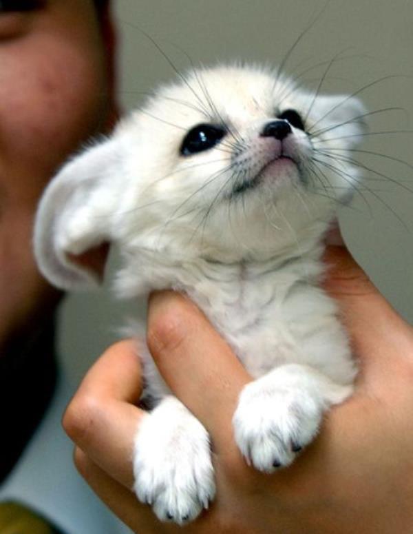 Fennec Fox