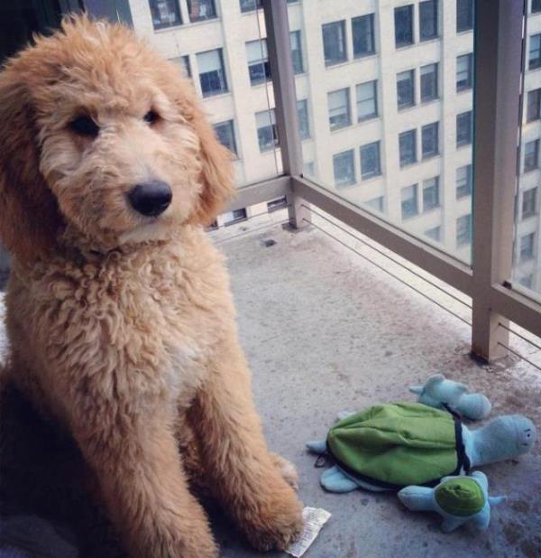 Golden Doodle Adorable