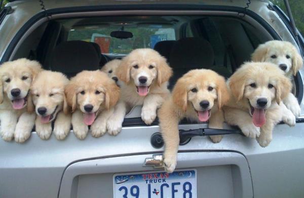 Golden Retriever Puppies