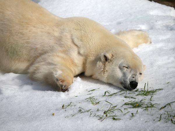 Polar Bear In The Snow