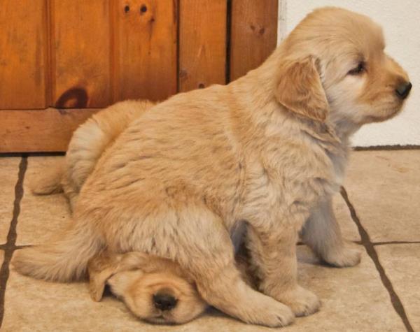 Puppies