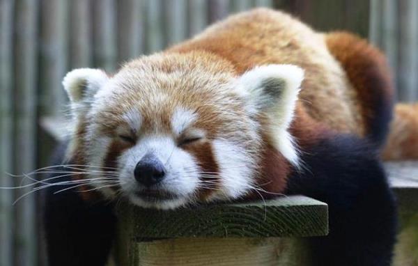 Red Panda Cutest Pictures Ever