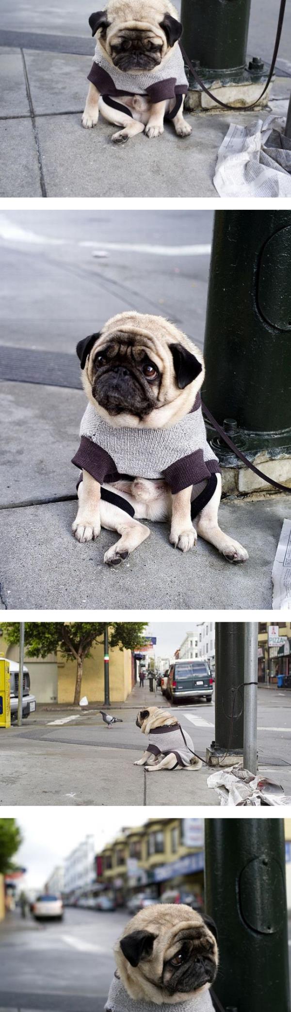 Sad Pug