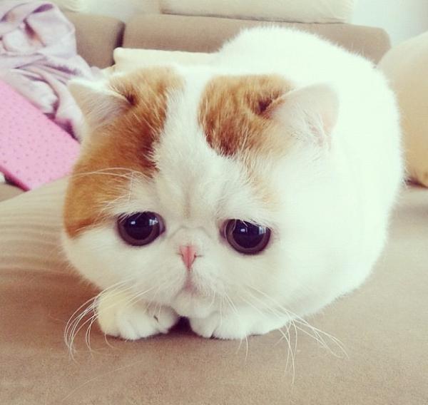 Snoopy Cat