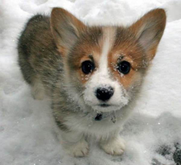 Welsh Corgi Puppy