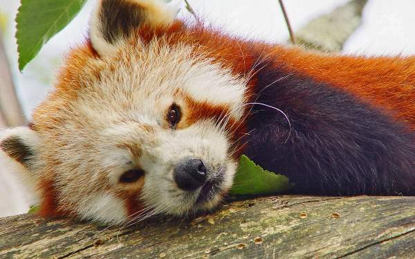 Adorable Red Panda