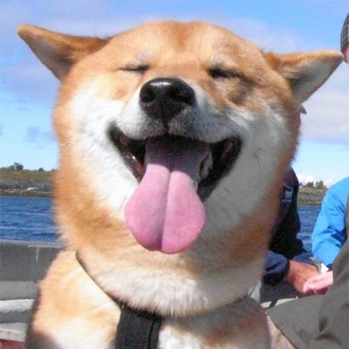 Adorable Shiba Inu Photos