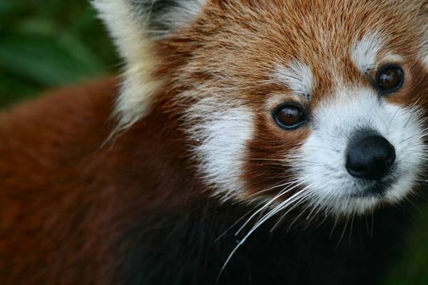 Portrait Of A Red Panda