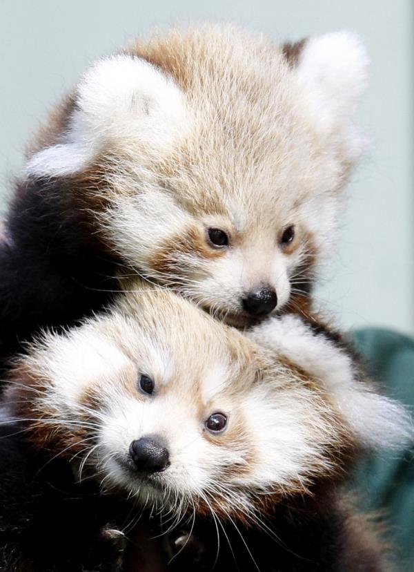 Red Panda Cubs Hugging